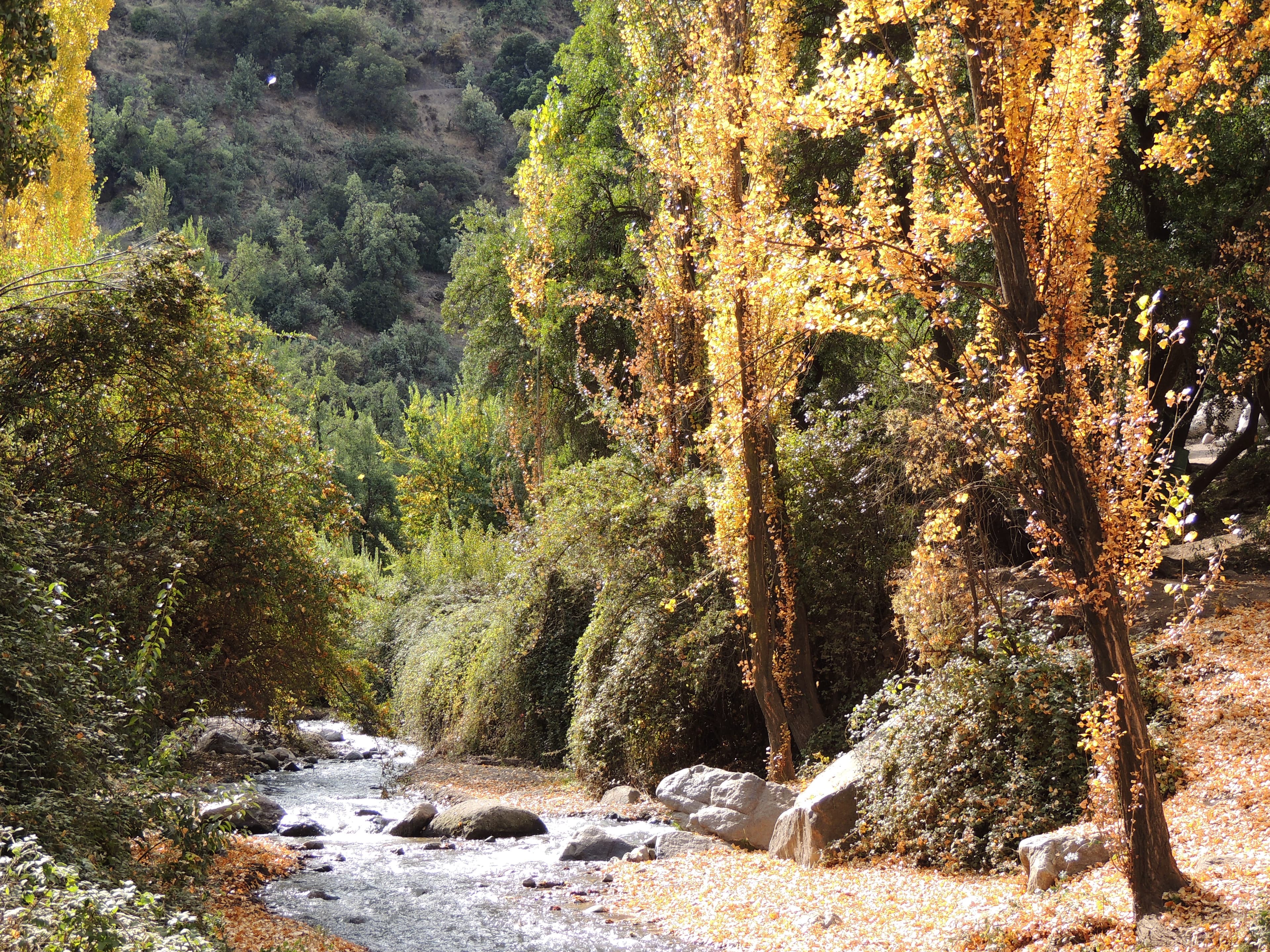 Río entre árboles — El Arrayán, Sur de Chile