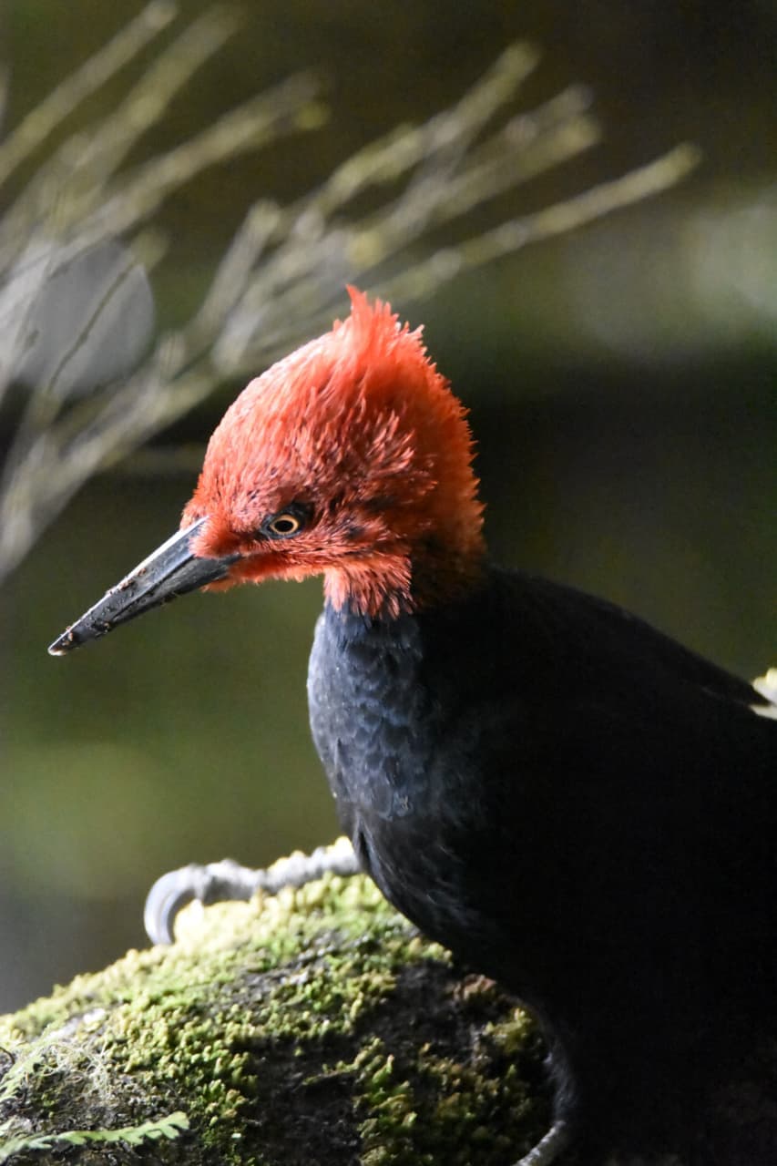 Fauna silvestre — Precordillera de Santiago